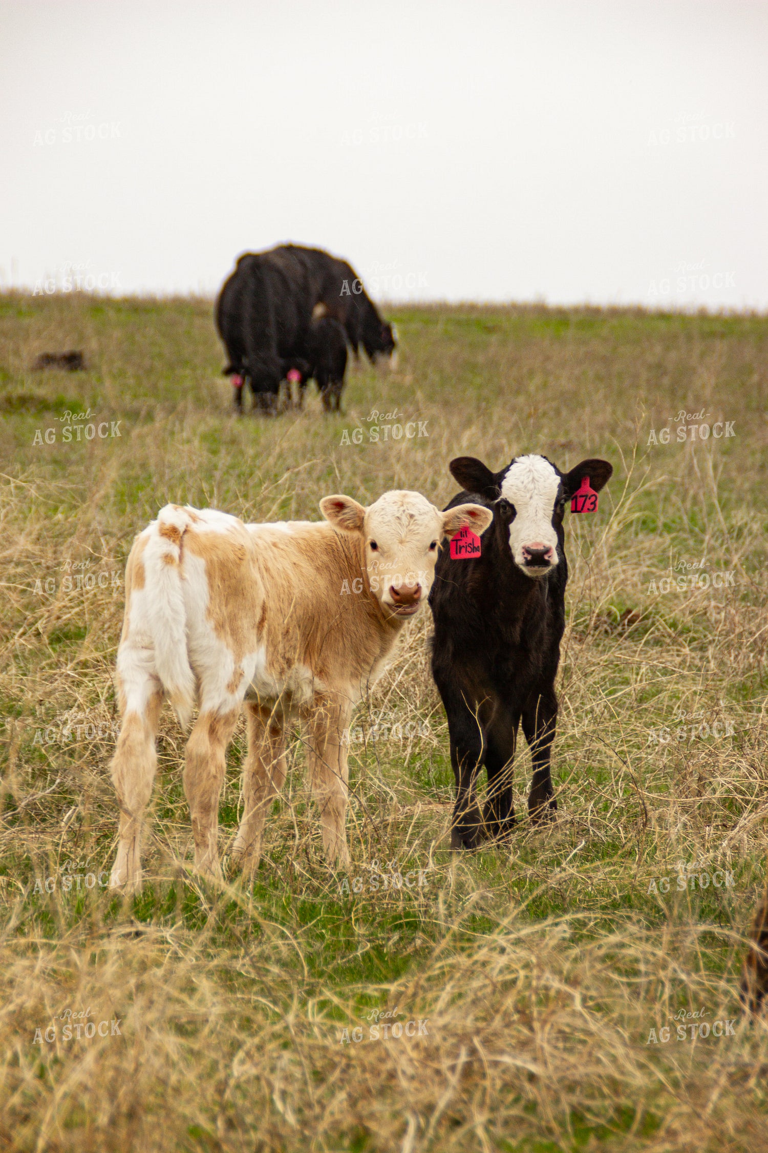 Calves 155135
