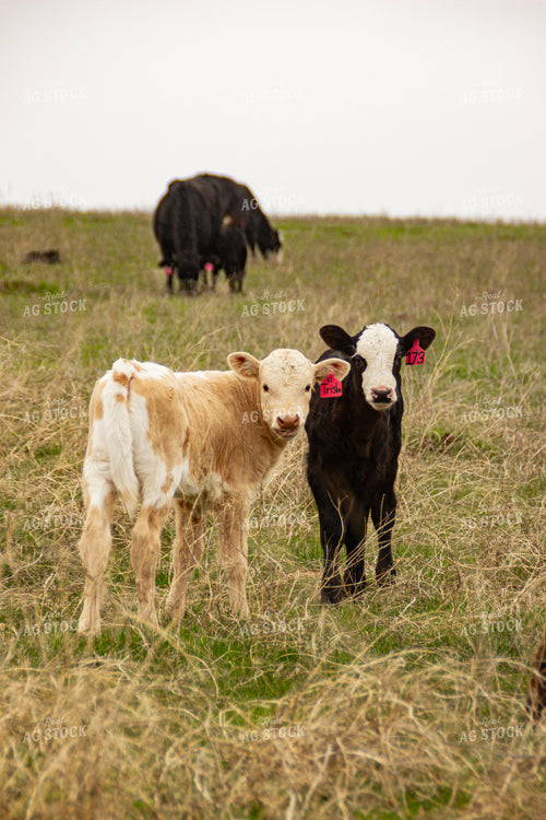 Calves 155135