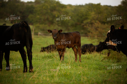 Cattle 2438