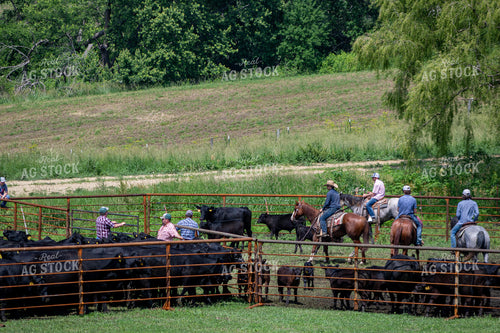 Ranchers Working Cattle 214188