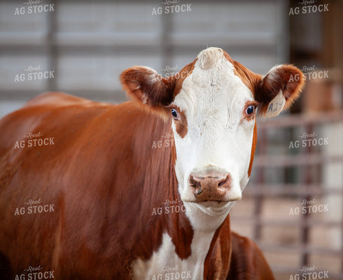 Hereford Cattle 132053