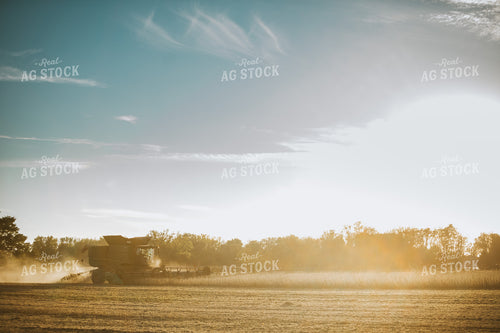Combine Harvesting Soybeans 5082
