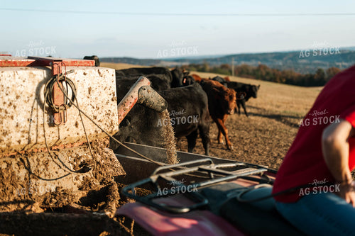 Female Farmer Feeding Cattle in Pasture 125223