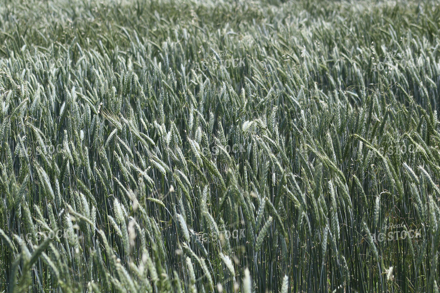 Winter Rye 183016