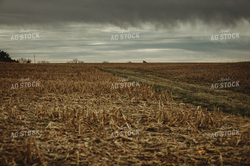 Harvested Corn Field and Storm Clouds 3653
