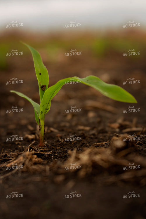 Early Season Corn 9672