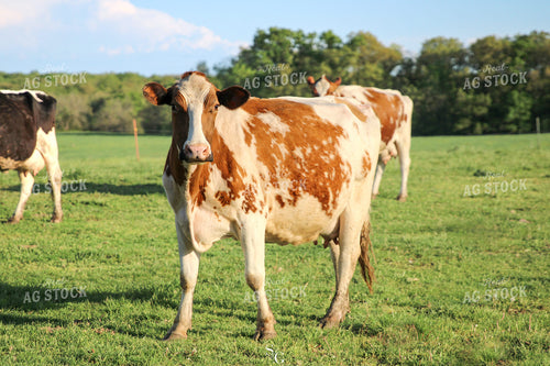 Red Holstein Cattle 182010