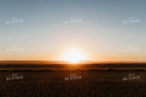 Cut Wheat Straw 152189