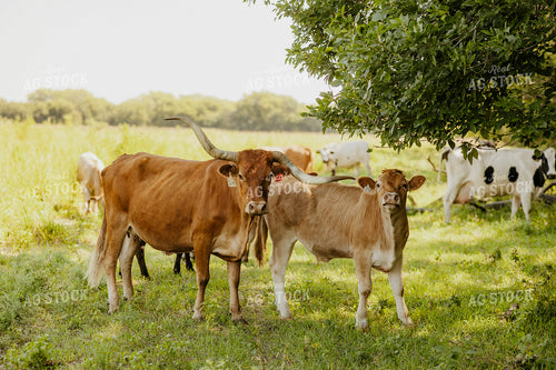 Longhorn Cattle 207002