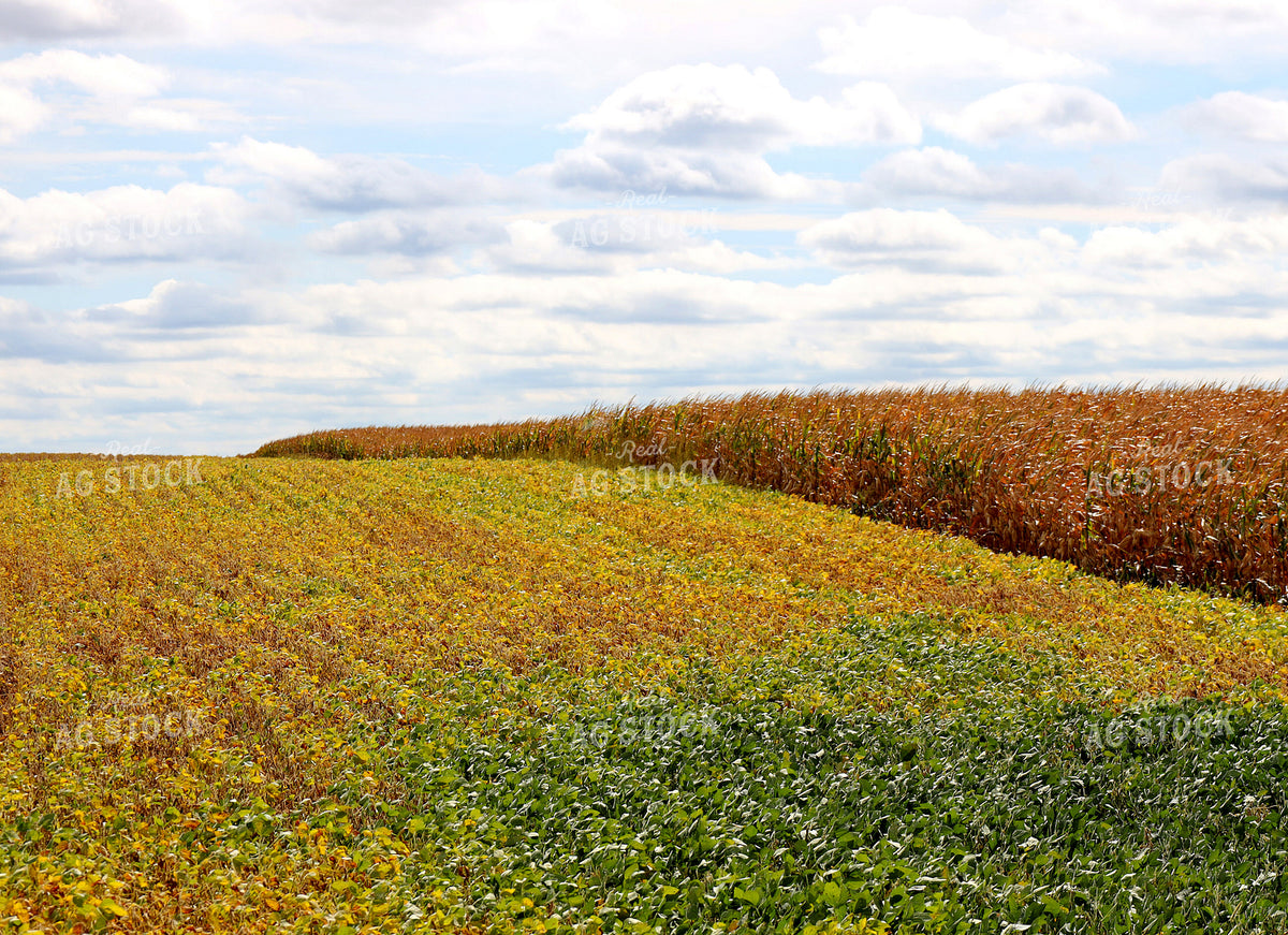 Soybean and Corn Fields 141799