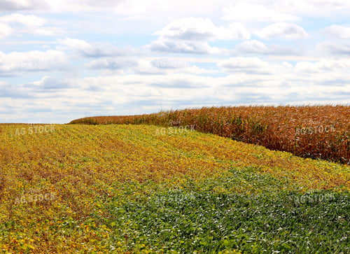 Soybean and Corn Fields 141799