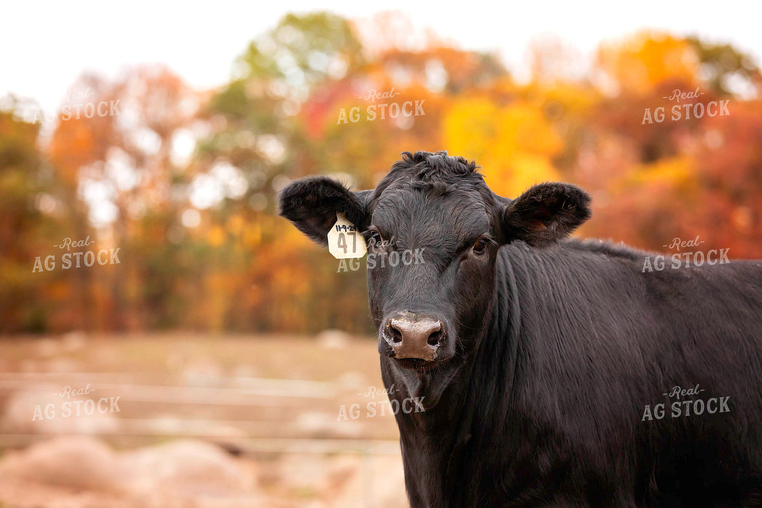 Black Angus Cattle on Pasture 55182