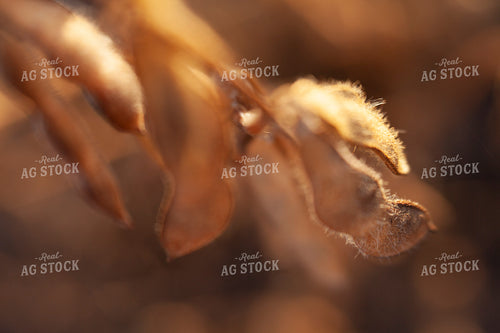 Soybeans - Dry 1576