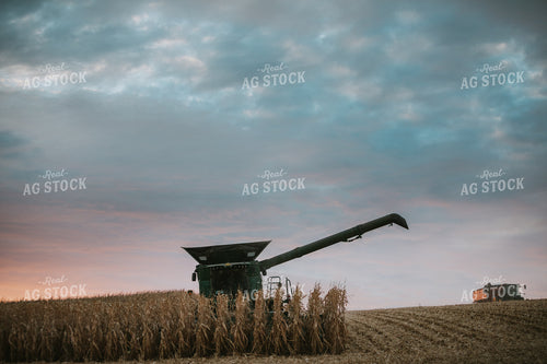 Corn Harvest 6918