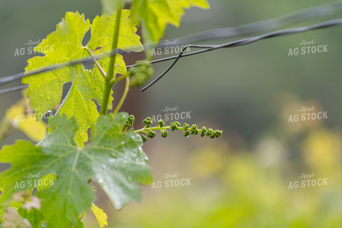 Vineyard Grape Production 107055