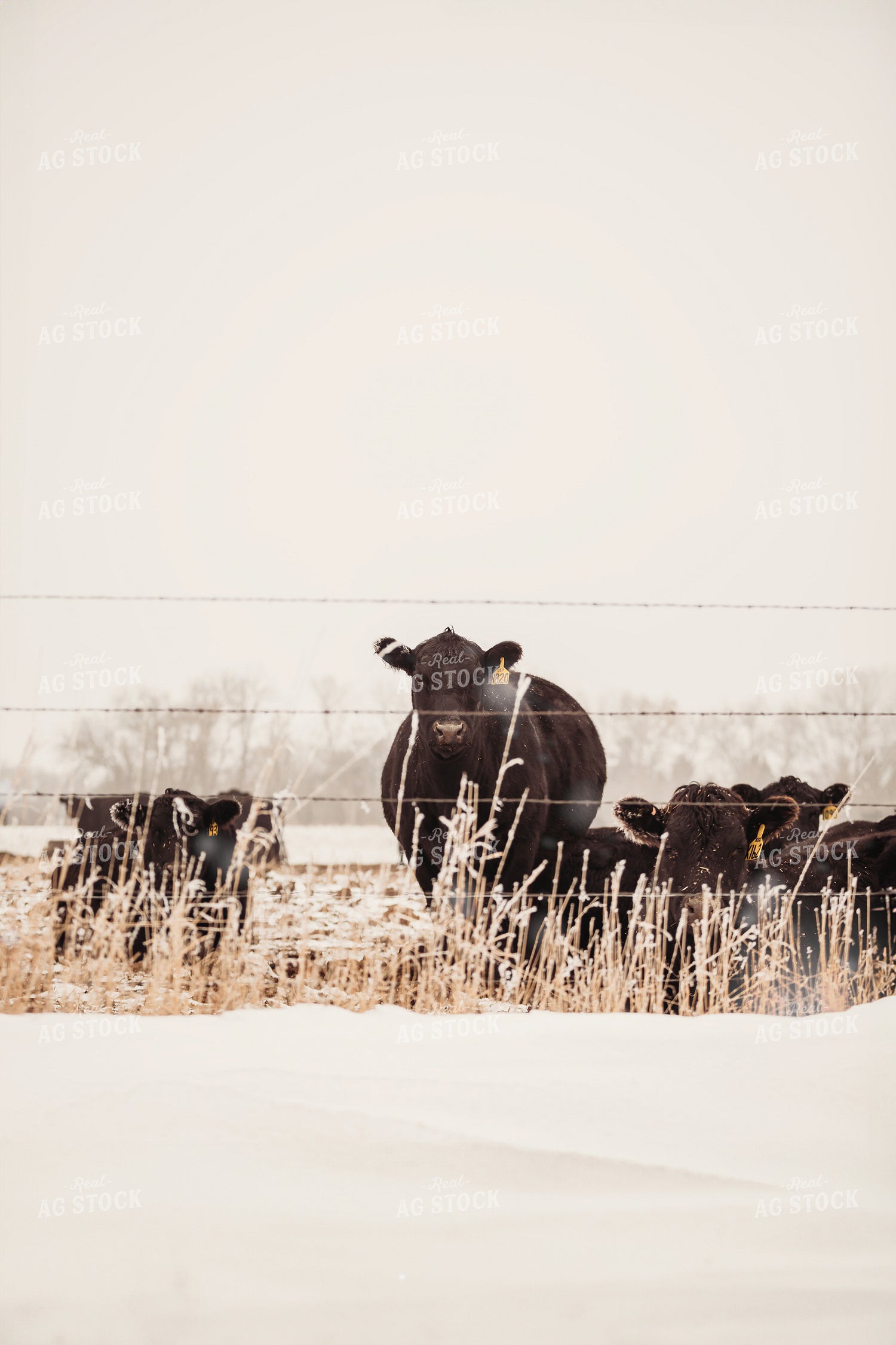 Cattle in Snowy Pasture 285044