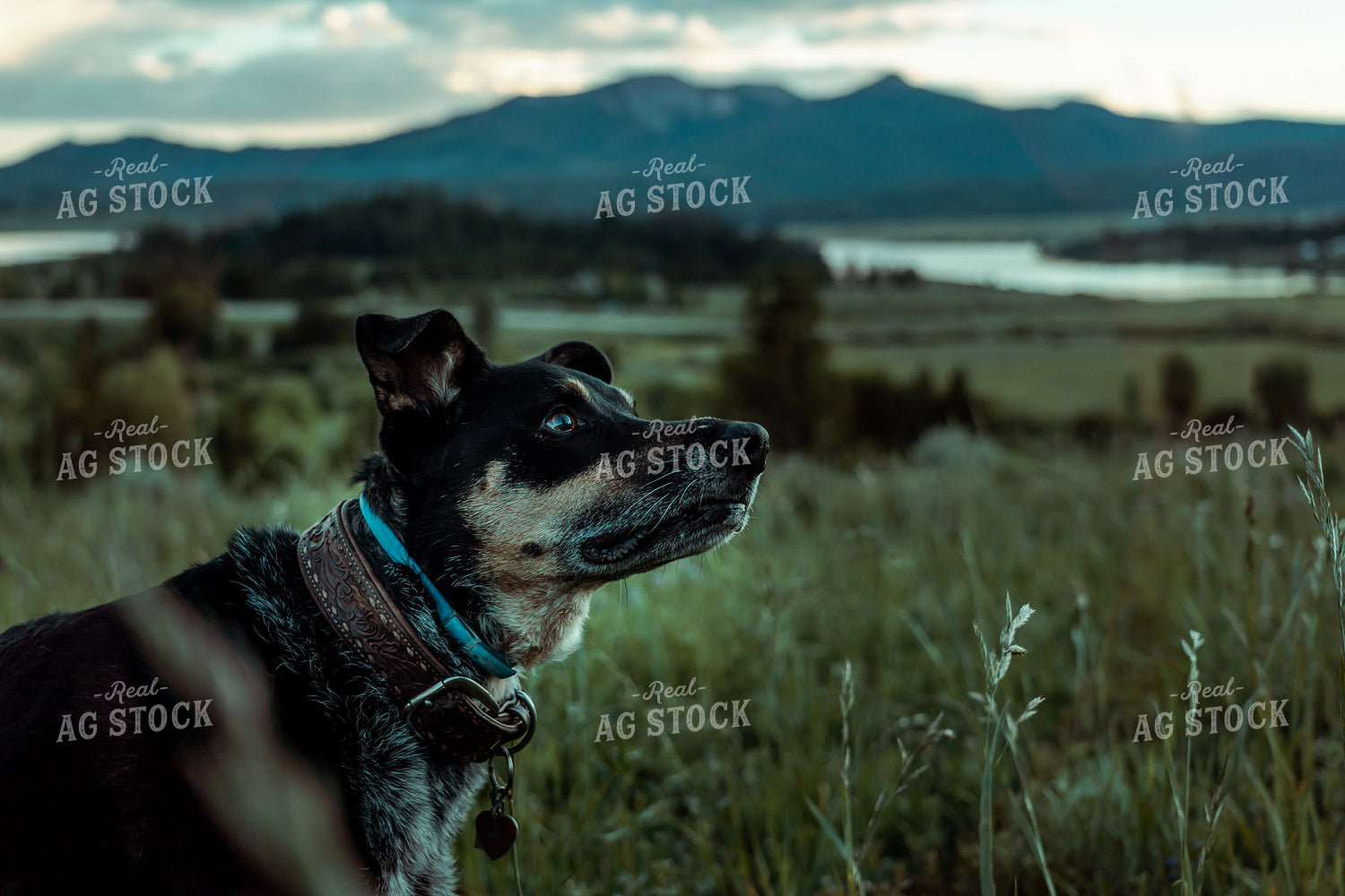 Ranch Dog 58085