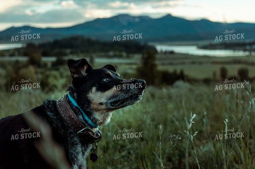 Ranch Dog 58085