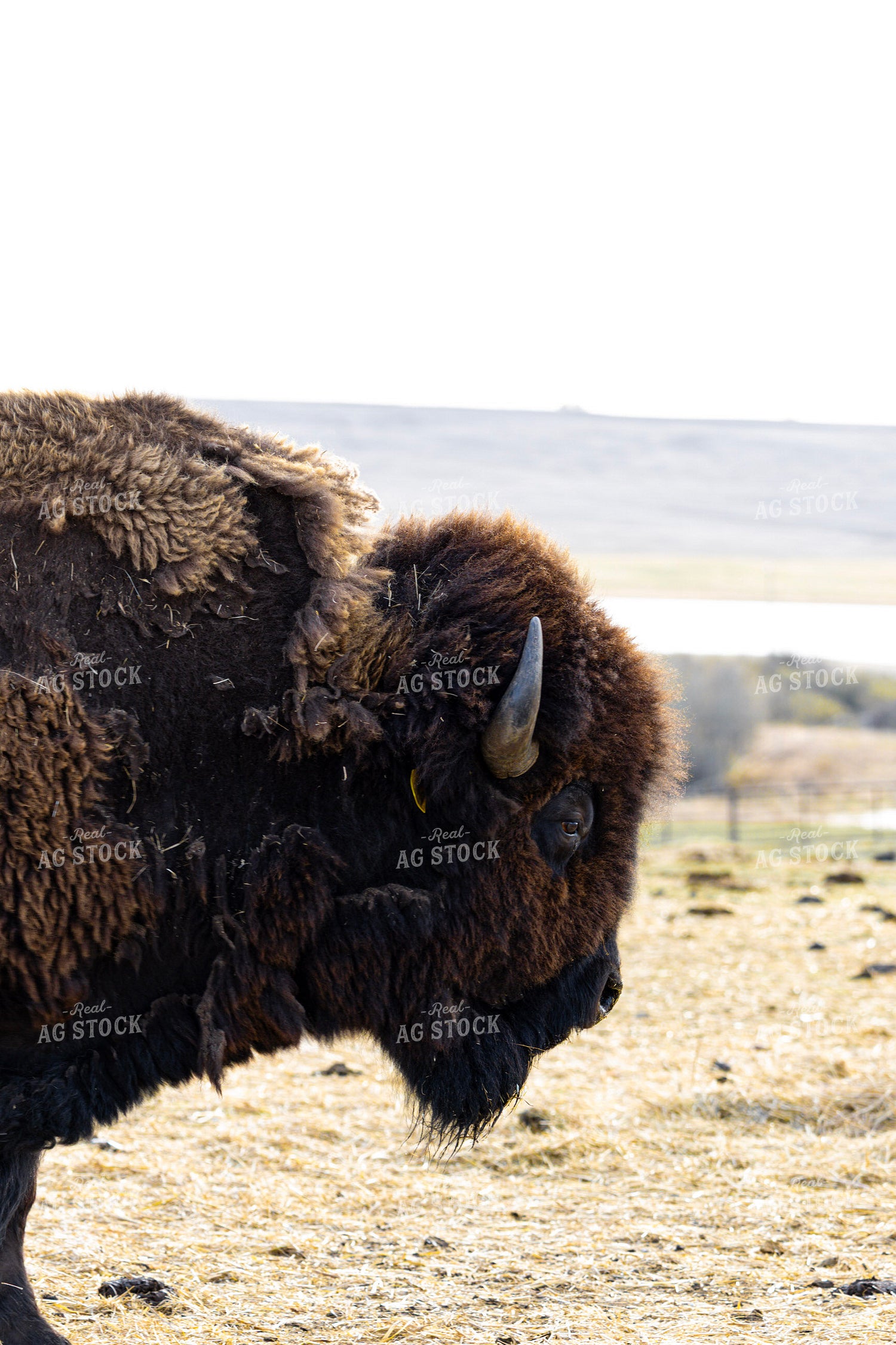 Bison 187148