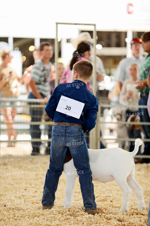Showing Goats 127098