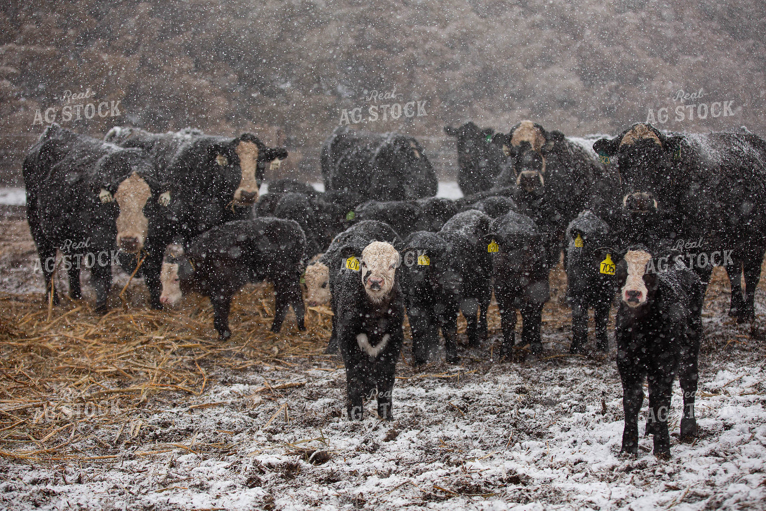 Black Baldy Pairs in the Snow 303013
