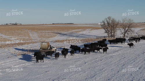 Feeding Cattle with Bale Bed Truck 239525
