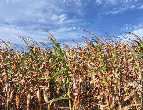 Semi Dried Corn Field 141387