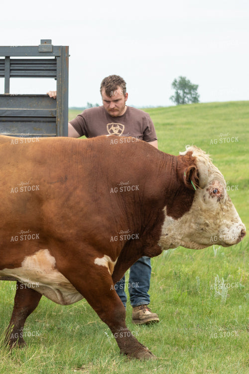 Farmer Putting Hereford Bull Out to Pasture 155608