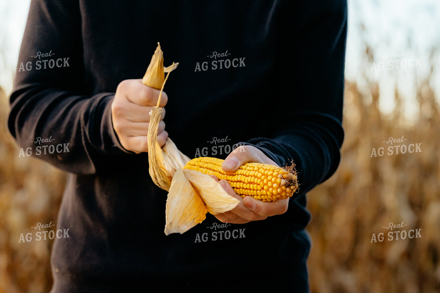 Farmer Checking Corn in Field 68346