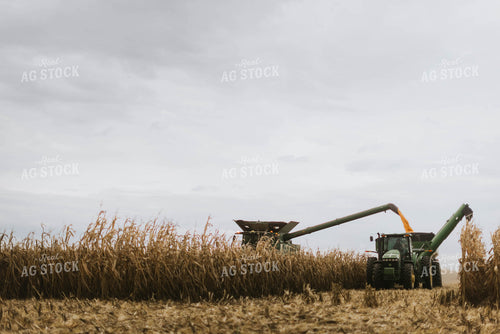 Corn Harvest 8581