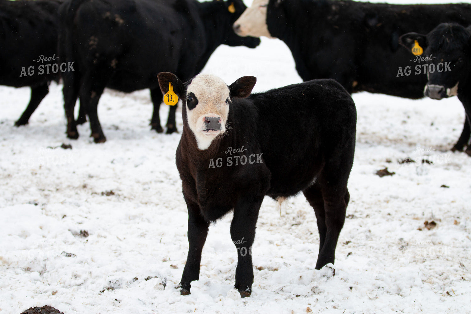 Black Baldy Calf in Snow 157274