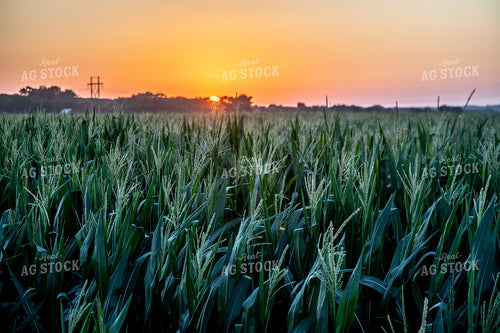 Corn Tassels at Sunset 250120