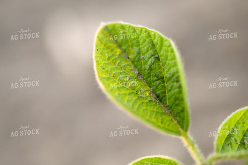 Early Growth Soybeans 191188