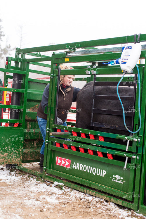 Cow in Chute Pen with Farmer 74061
