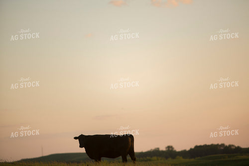 Cattle 1691