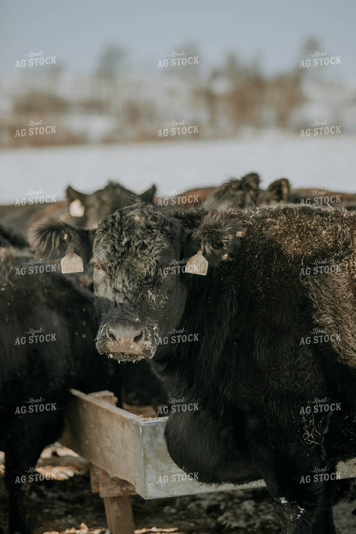 Angus Cow in Front of Trough 77034