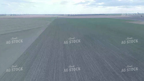 Midseason Wheat Field 239076