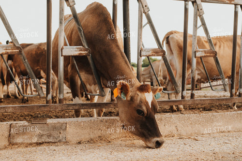 Jersey Cow Eating Through Fence 68103