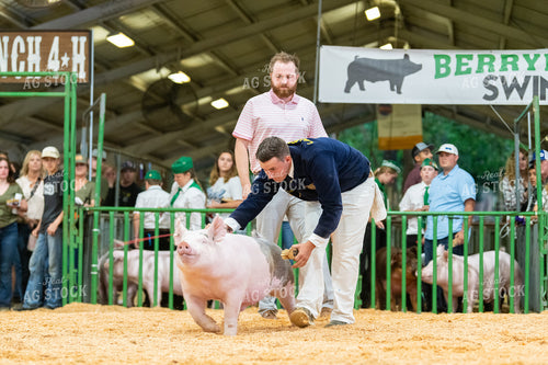 Farmer Showing Pig 107080