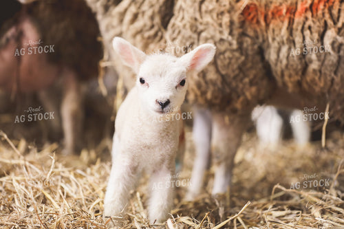 Lamb in Barn 121014