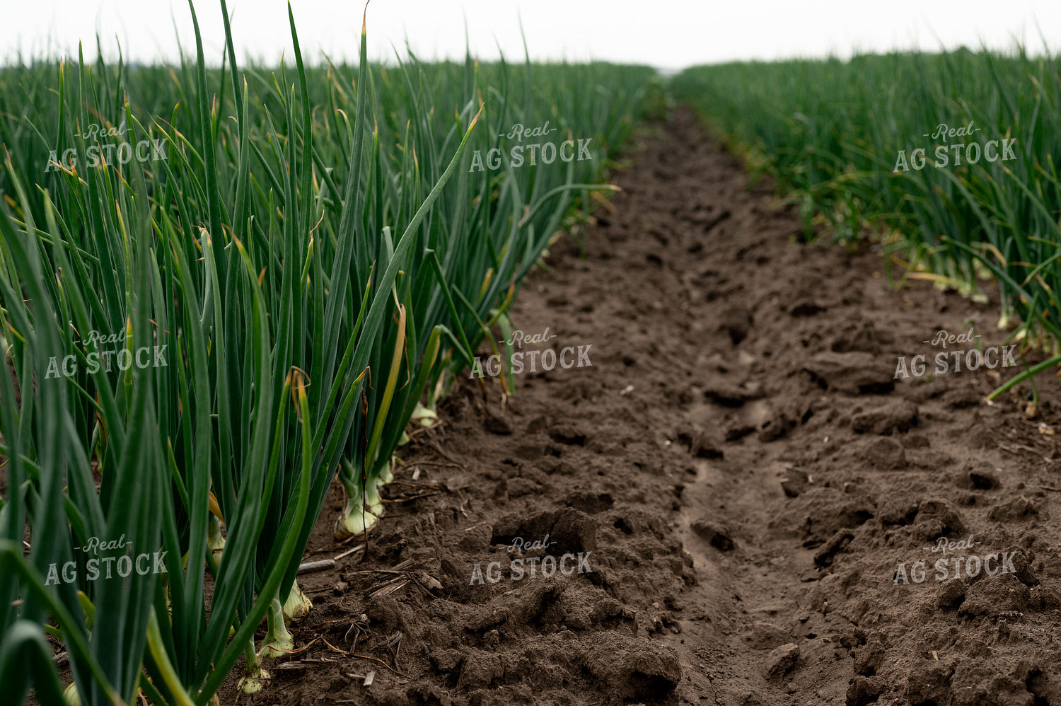 Onion Field 185160