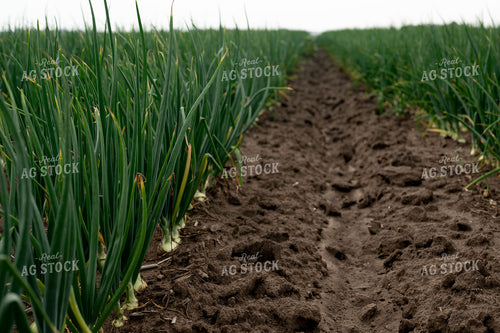 Onion Field 185160