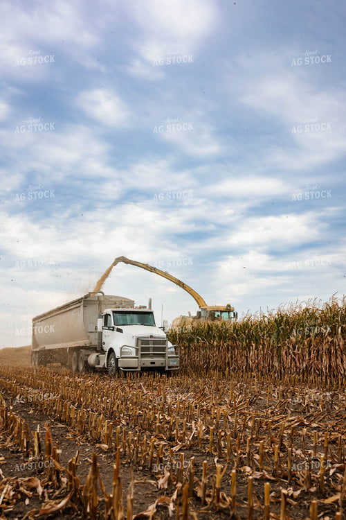 Silage Harvest 152309
