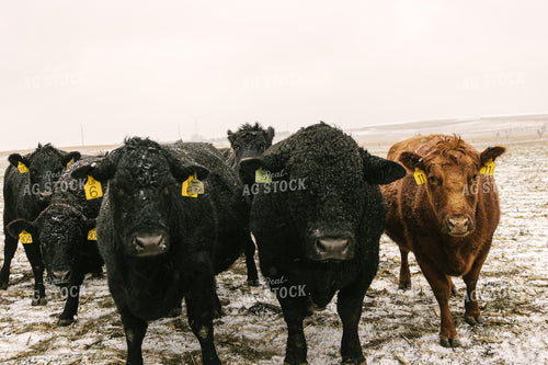 Angus Cattle in Winter 70095
