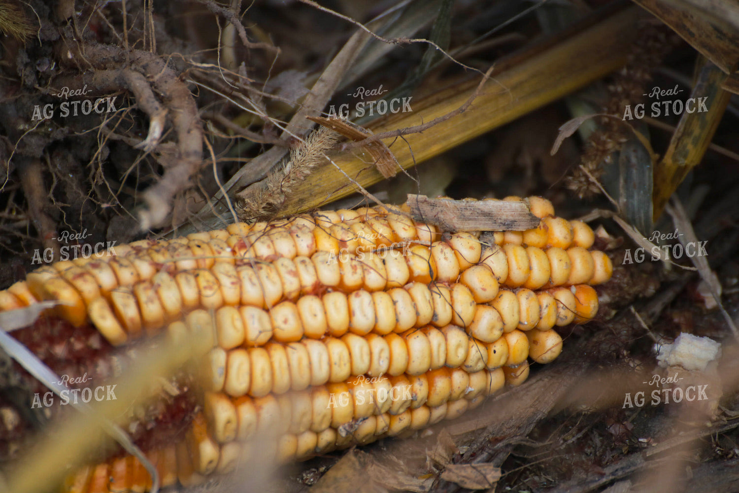 Ear of Corn 82326