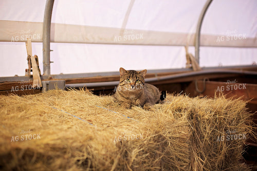 Cat Sitting on Hay Bale 93177