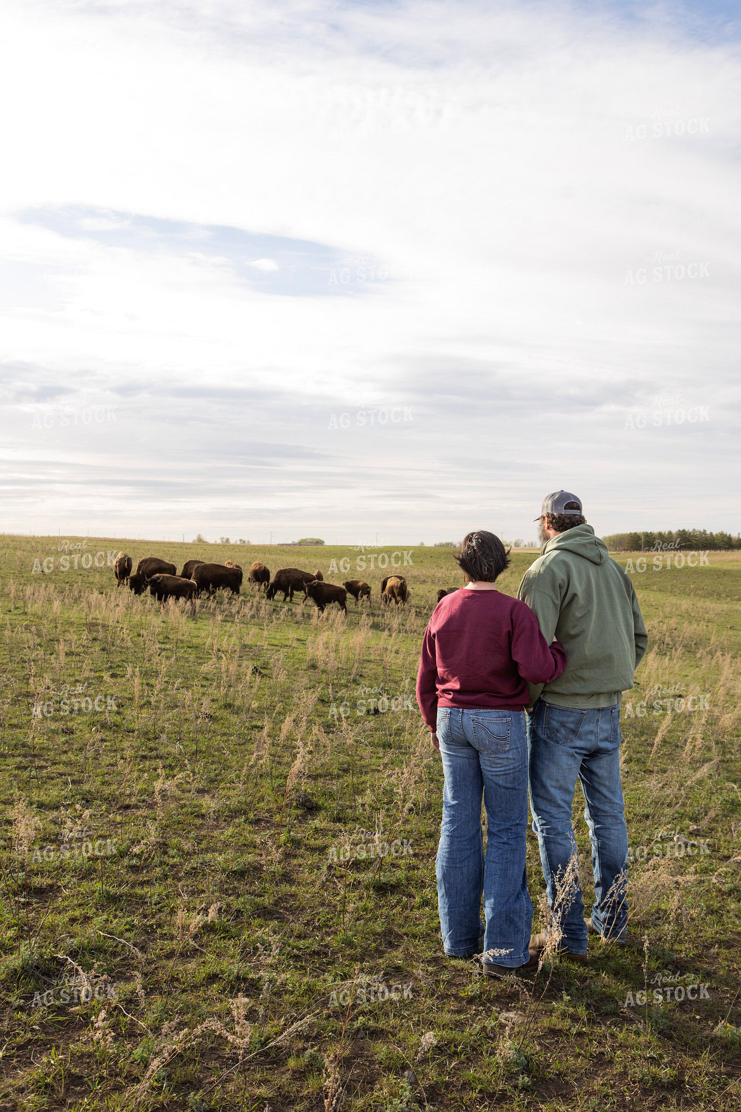 Ranchers Checking Bison 187137