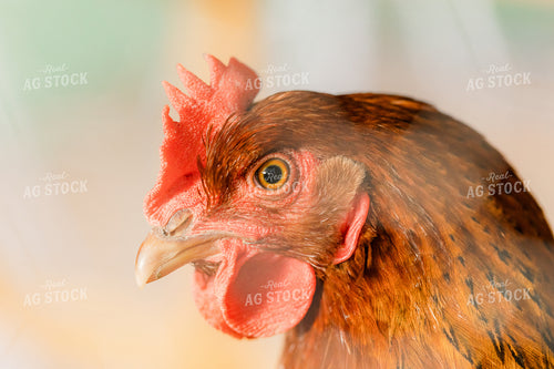 Chicken 184018