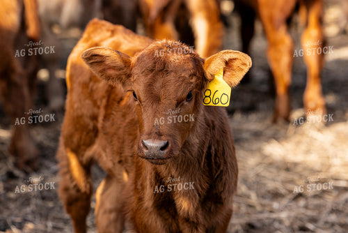 Red Angus Calf 200043