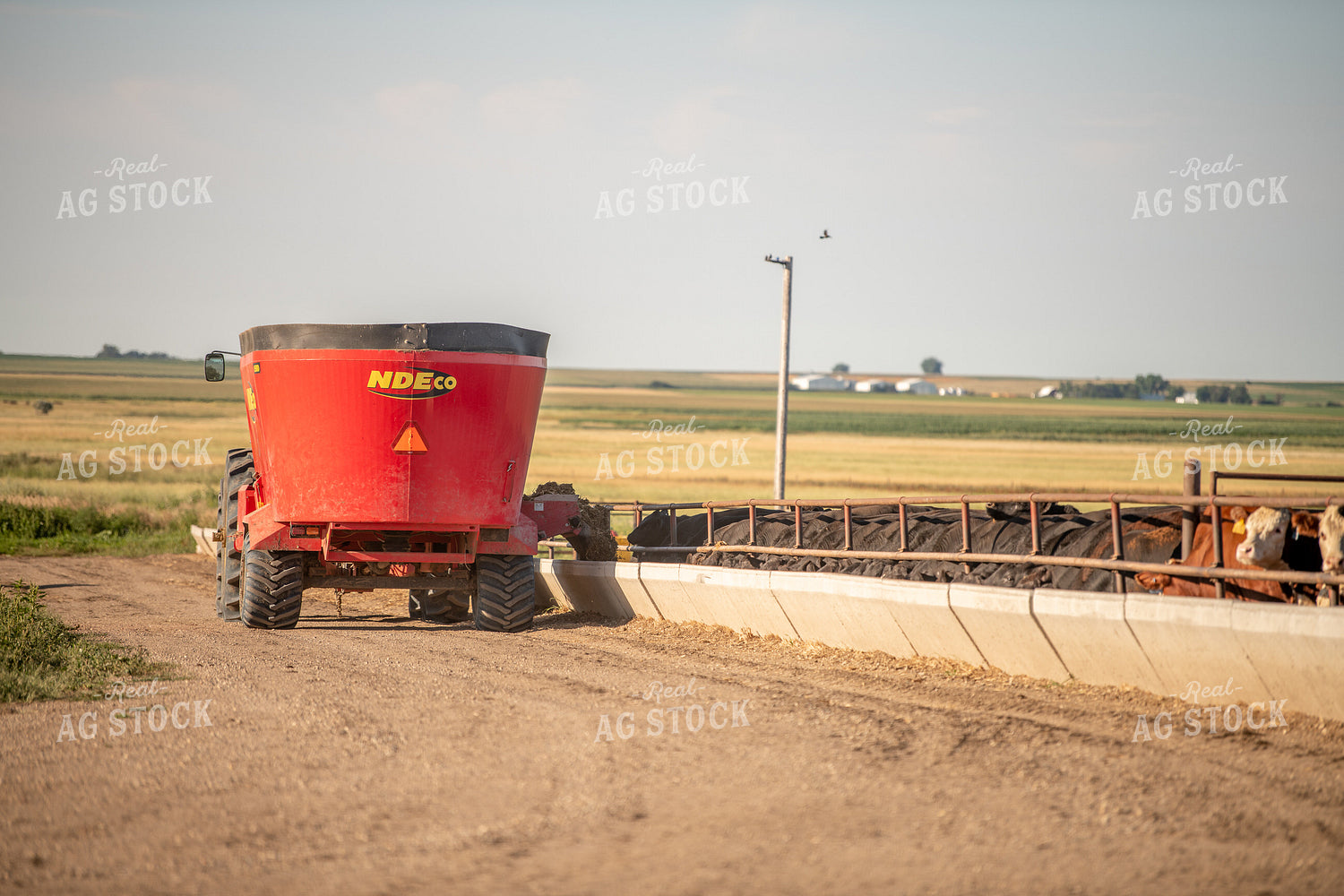 Feeding Cattle 212060